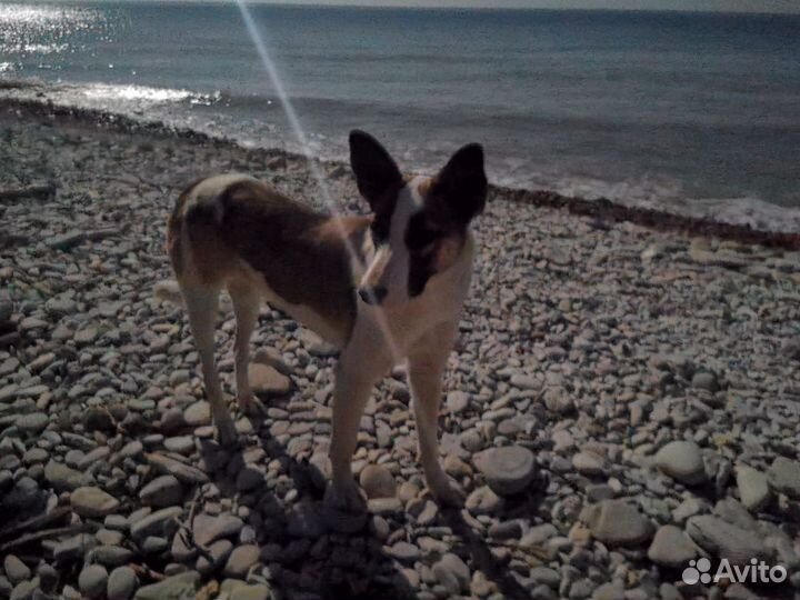 Собака в добрые руки