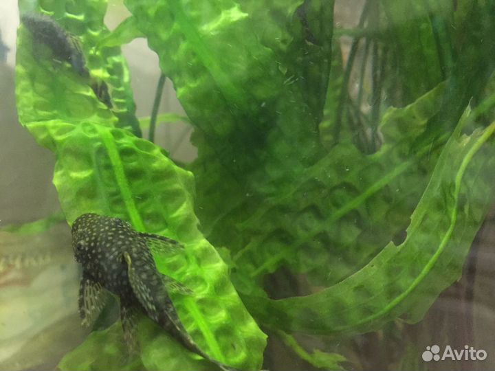 Анциструсы