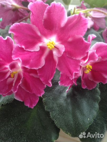 Фиалка детки, листья на срез