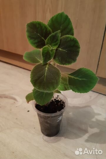 Цветы Калерия