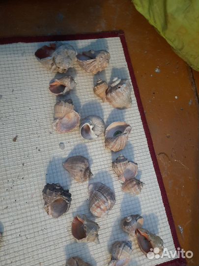 Ракушка Рапан