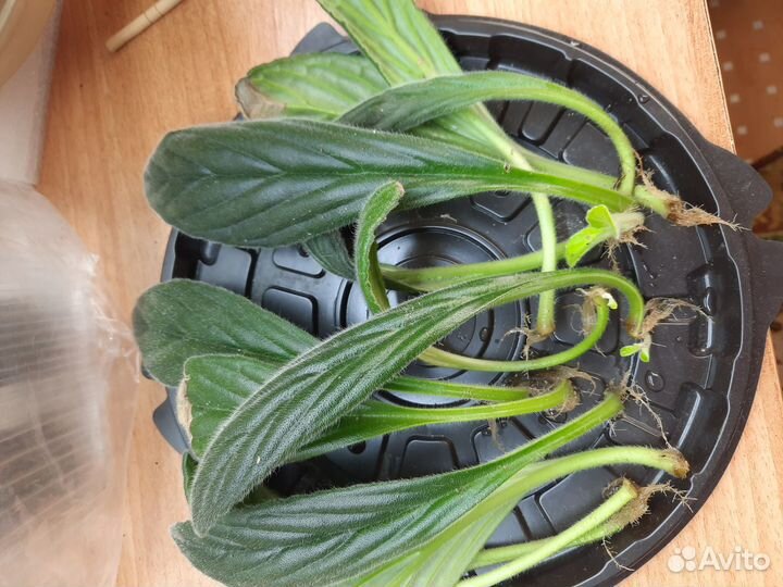 Хирита.Листики с корнями