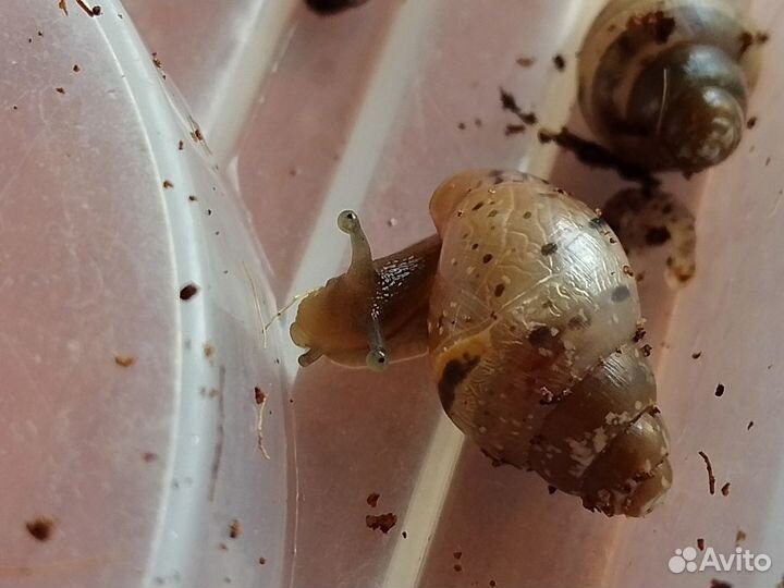 Улитята ахатины