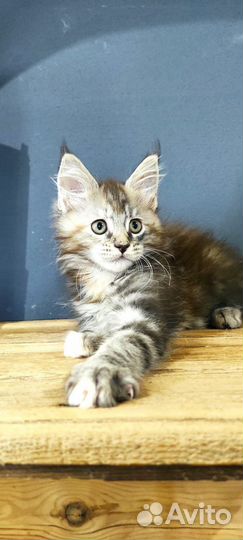 Мейн-кун полидакты и классика