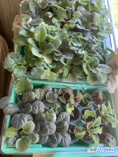 Сортовые фиалки