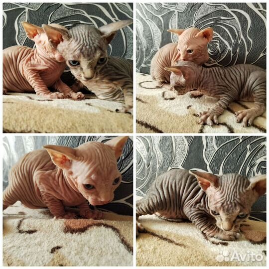 Донской сфинкс котята