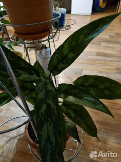 Герань фикус пеларгония