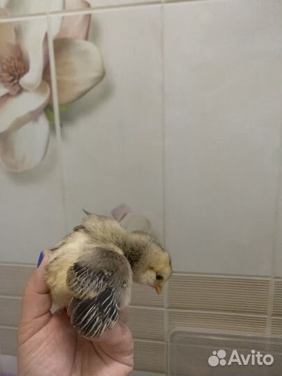 Цыплята Амераукана