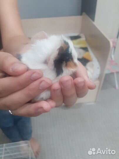 Морская свинка