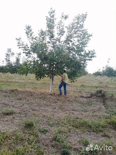 Плодоносящий ореховый сад сорт Чандлер