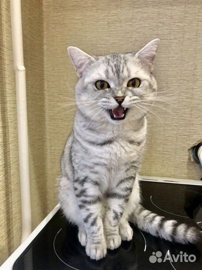 Британская