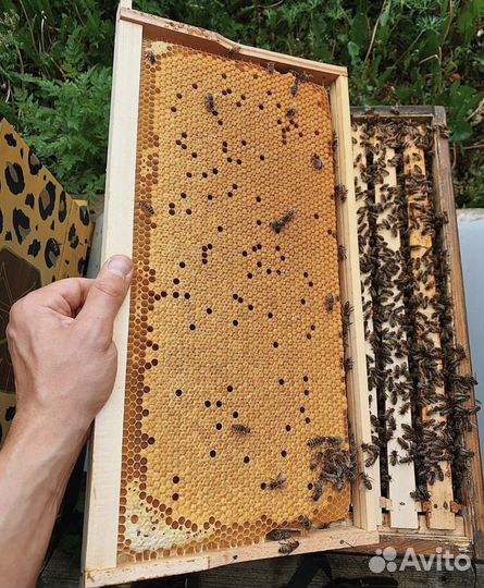 Пчелопакет Карника и Бакфаст F1