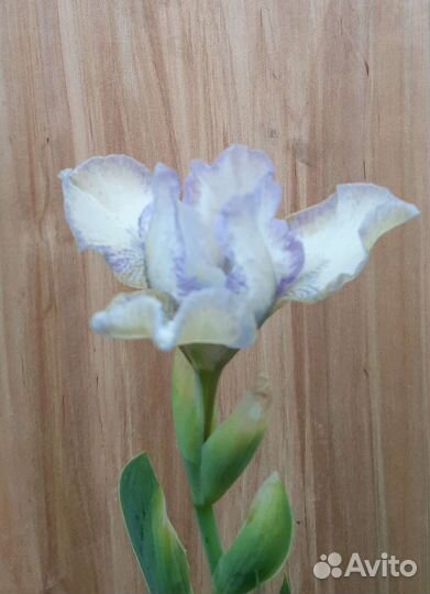 Ирисы бородатые сортовые