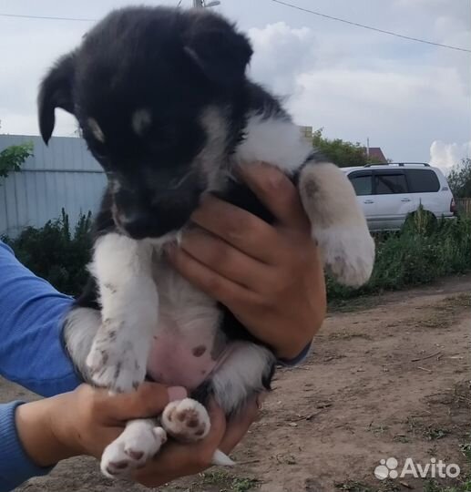 Мелкие щенки с доставкой