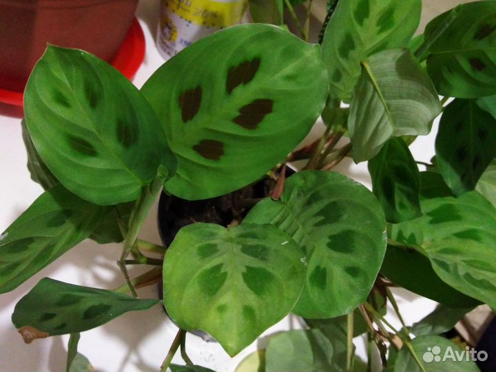 Комнатные цветы