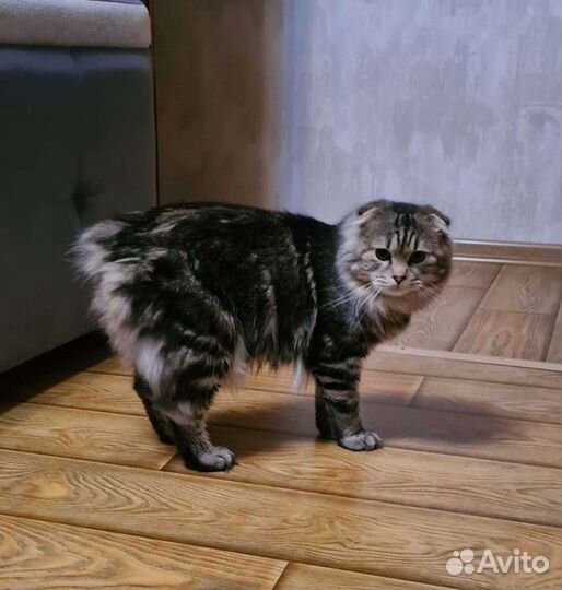 Курильский бобтейл/вислоухий мальчик вязка