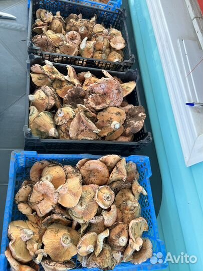 Грибы рыжики свежие