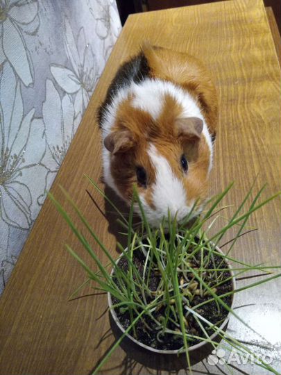 Морская свинка кобель для вязки розетка