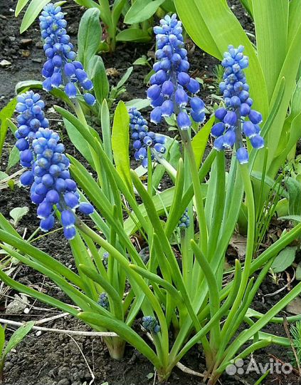 Растения и саженцы для дачи и сада