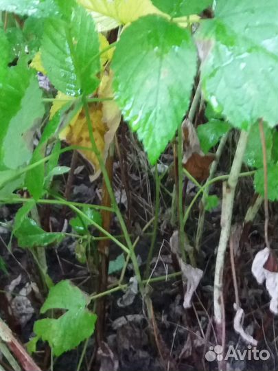 Малина ремонтантная плодоносящие кусты