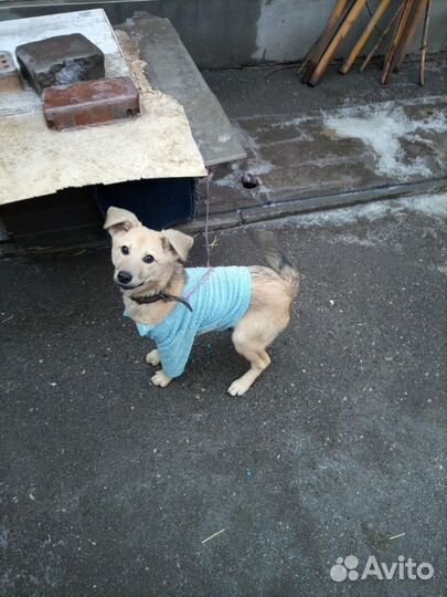 Люся приют
