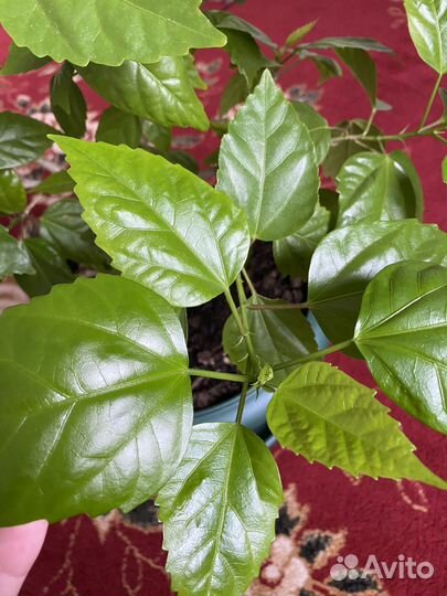 Гибискус китайская роза