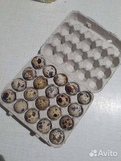 Техасский перепел, цыплята от 04.10