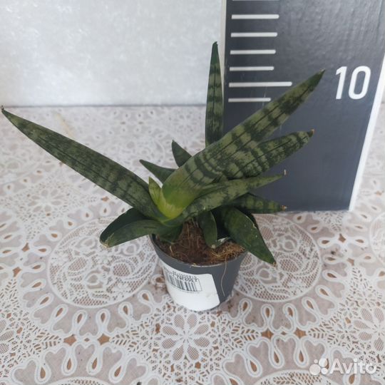 Сансевиерии разных сортов