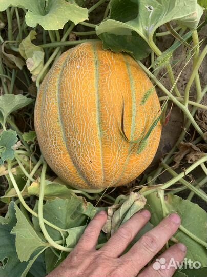 Дыня эфиопка