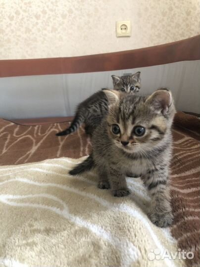 Шотландская