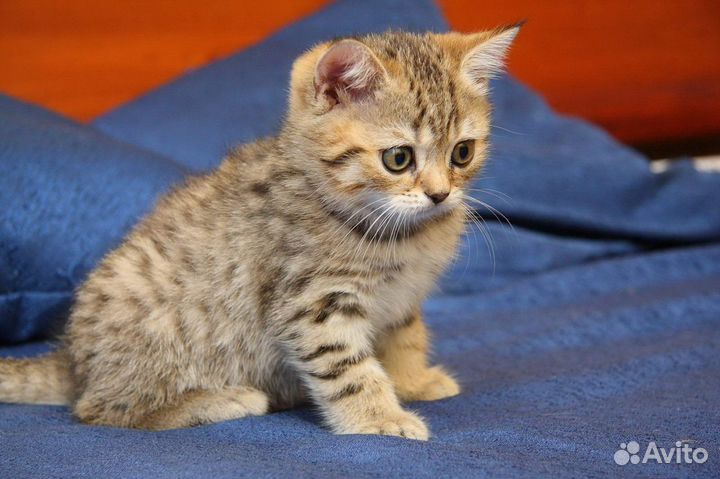 Британская золотая шиншилла ny24 Котик мальчик