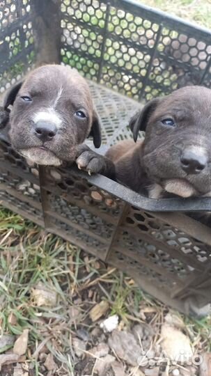 Американский питбуль