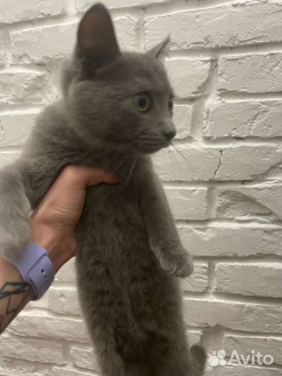 Русская голубая но очень похожа на британца