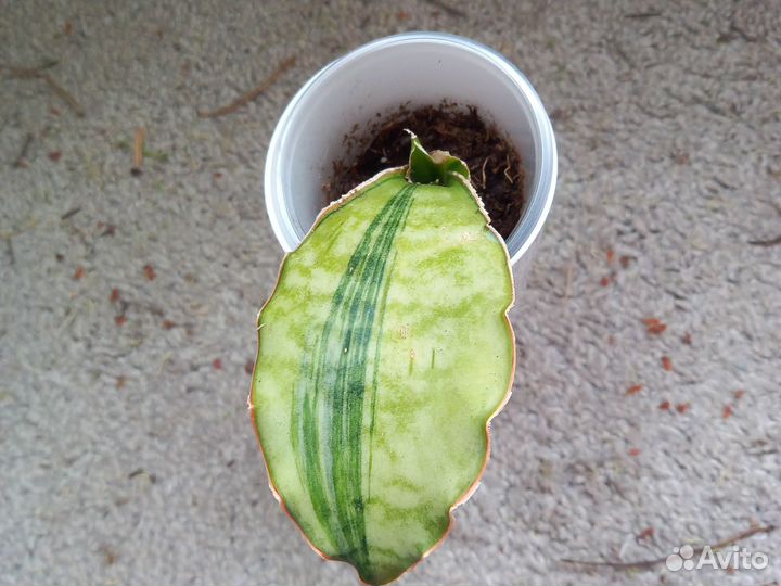 Сансевиерия Кирки Сильвер Блю варигатный и др