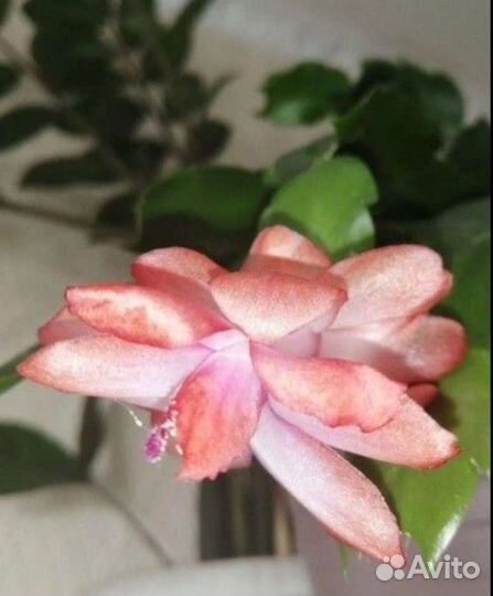 Декабрист шлюмбергера сортовые