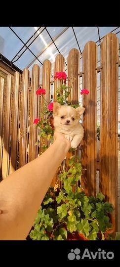 Куклятки малышатки)
