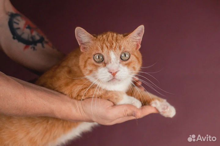 Рыжее счастье в поисках дома