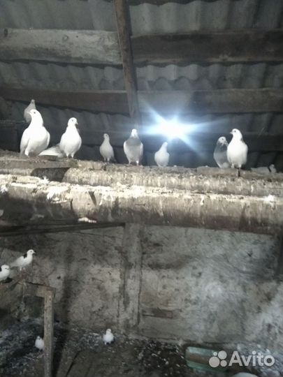 Продажа голубей пермских
