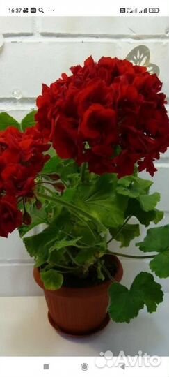 Пеларгония герань