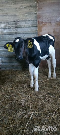 Телочка 1 месяц