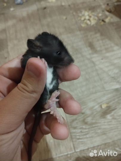 Крыса дамбо