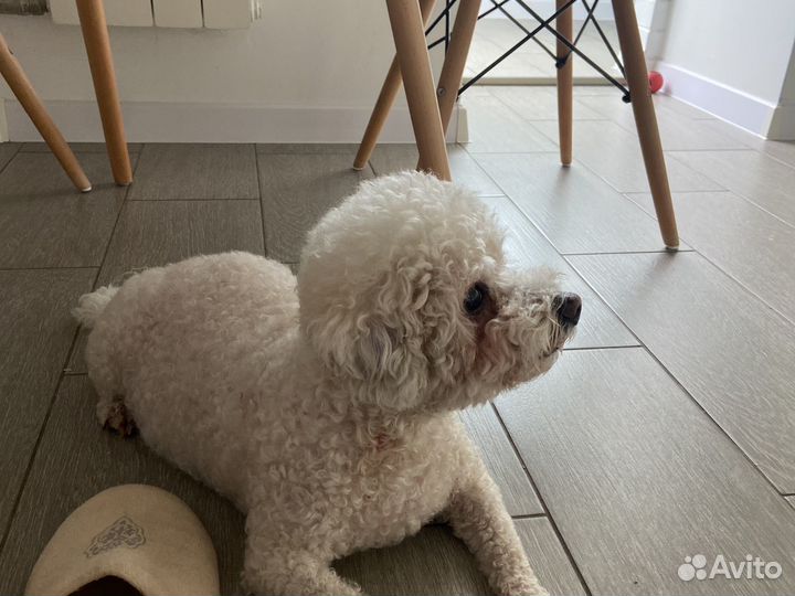 Прогулка с собакой