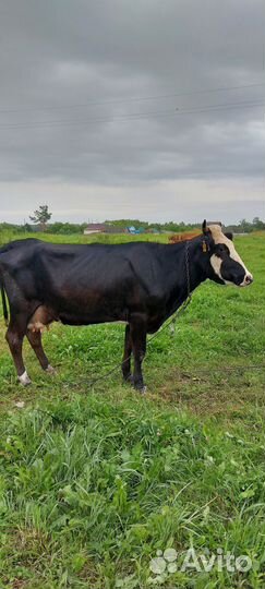 Продажа дойных коров