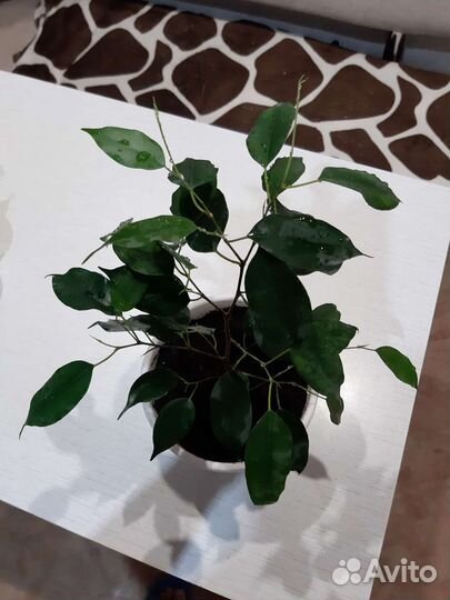 Фикус бенджамина