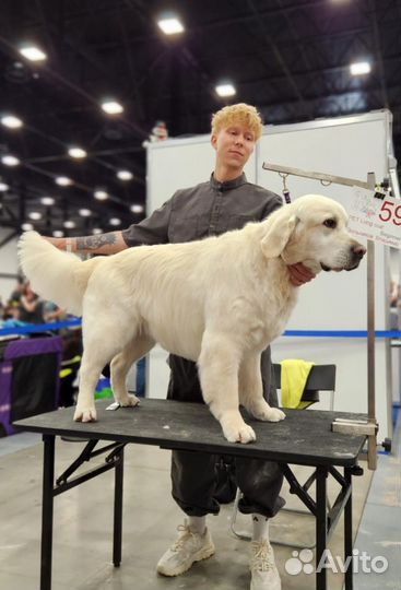 Курсы груминга Санкт Петербург