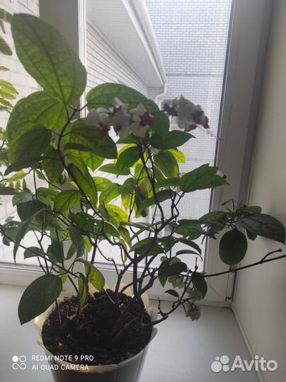 Клеродендрум томпсон