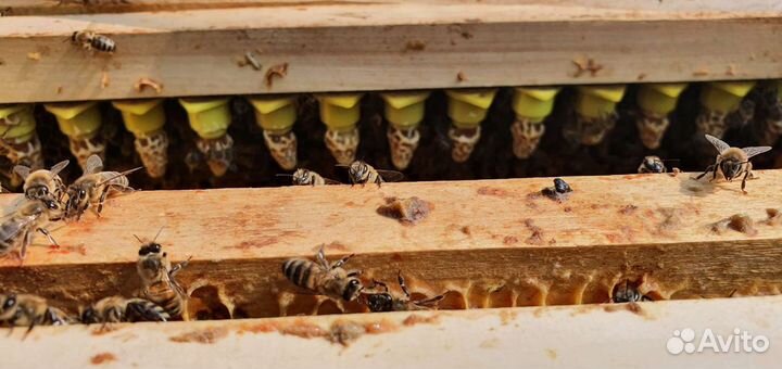 Пчеломатки Бакфаст ф1 карника ф 1