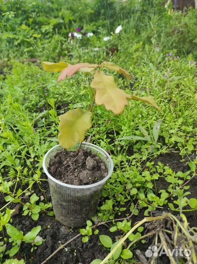 Саженцы дуб