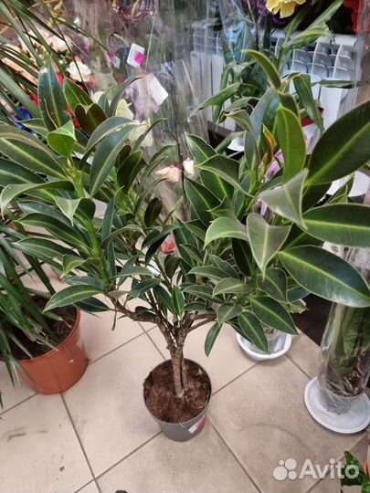 Фикус комнатные растения