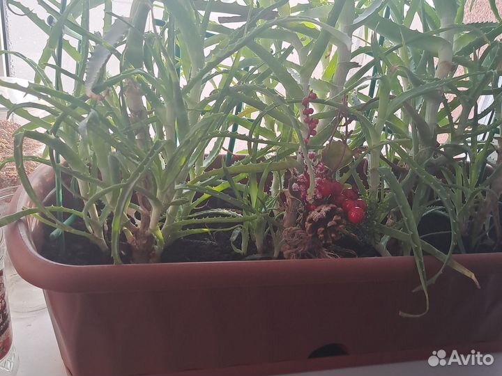 Комнатные цветы алоэ